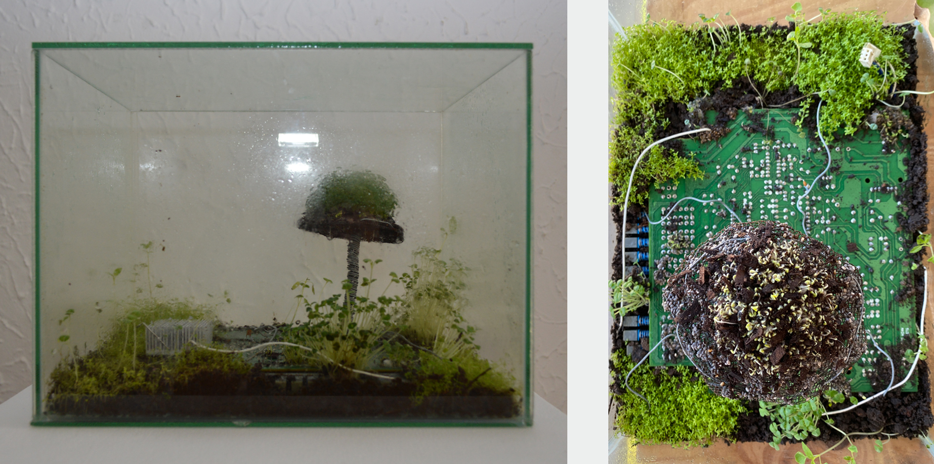 Wired Ecosystems